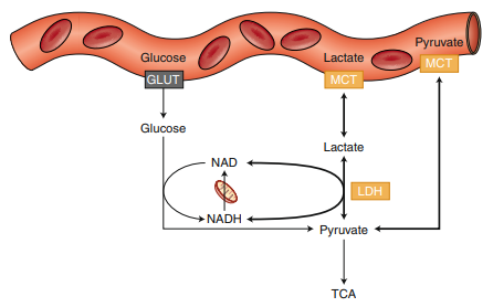 Figure_2._The_metabolic_pathway_of_lactic_acid_[3]